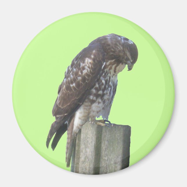 Magnet - Falcon (Framsidan)