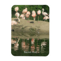 Magnet - Flamingos vid Bronx Zoo