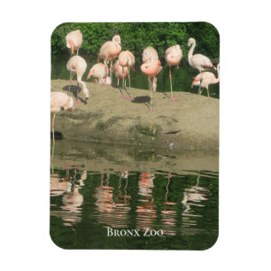 Magnet - Flamingos vid Bronx Zoo