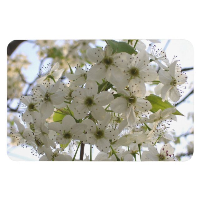 Magnet - Flexi - Blooming Bradford Pear (Horisontell)