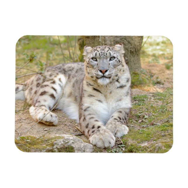 Magnet Flexibel Photo cat snö leopard , djur. (Horisontell)