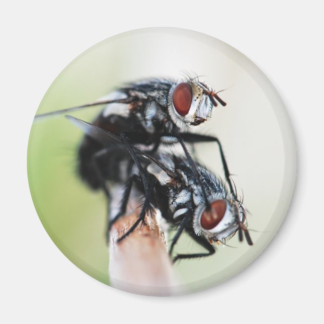 Magnet: Flies Magnet (Framsidan)