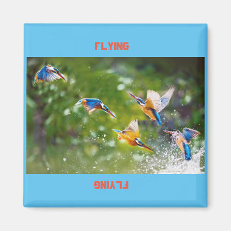 Magnet-flygning Magnet