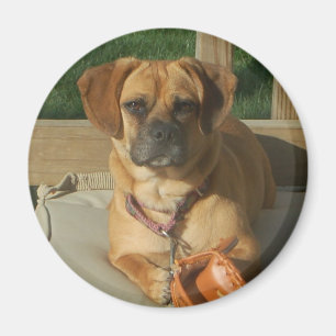 Magnet för 003 Puggle