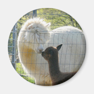 Magnet för babyAlpacakyss