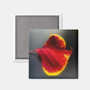 Magnet för blad