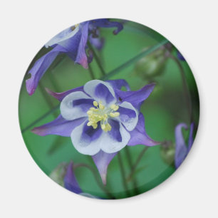 Magnet för blått- och vitColumbine blommor