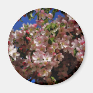 Magnet för blomma för rosavårblommar