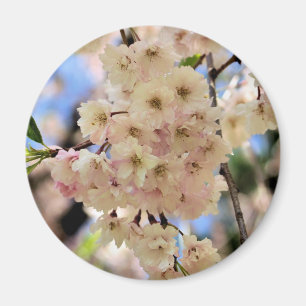 Magnet för blomma för rosavårblommar