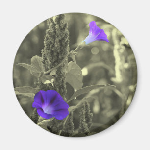 Magnet för blomma för vit för morgonhärligheter