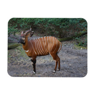 Magnet för Bongo (antilop)