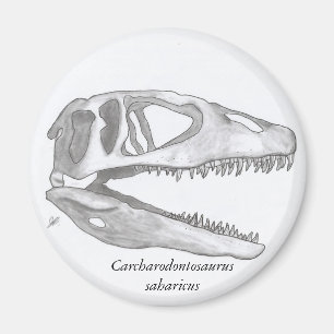 Magnet för Carcharodontosaurussaharicusskalle