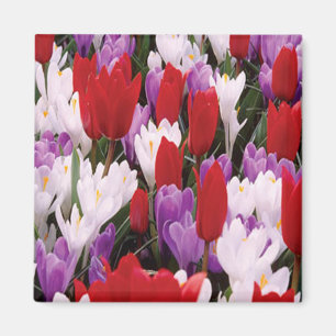 Magnet för färgämnen för tulpanblommor