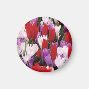 Magnet för färgämnen för tulpanblommor