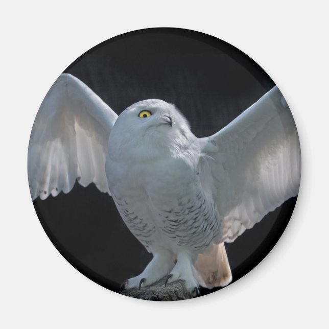 Magnet för förhandskontroll av flygning (Framsidan)