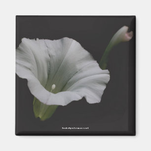 Magnet för foto för blomma för vitmorgonhärlig