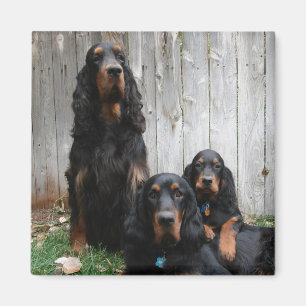 Magnet för generationer för Gordon Setter