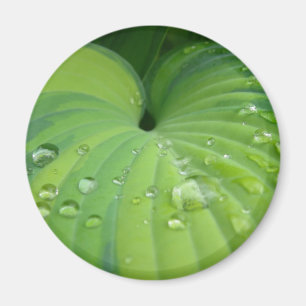 Magnet "för harmonisk Hosta"