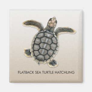 Magnet för Hatchling för Flatback havssköldpadd
