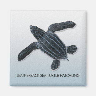Magnet för Hatchling för Leatherbackhavssköldpa