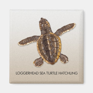 Magnet för Hatchling för Loggerheadhavssköldpad