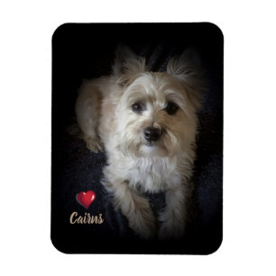 Magnet "för hund älskare" för hundröseTerrier