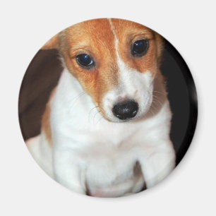 Magnet för hund för valp för jackRussell Terrie