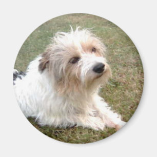 Magnet för jackRussell Terrier