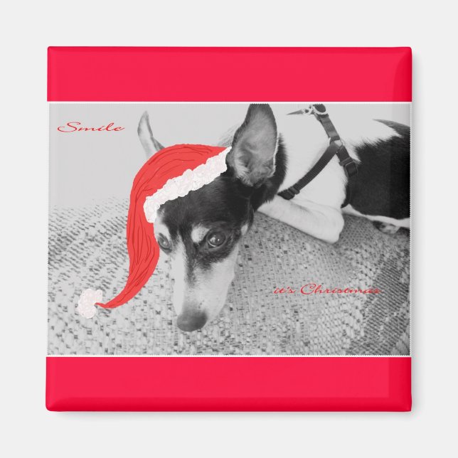 Magnet för jul, Råtta Terrior (Framsidan)