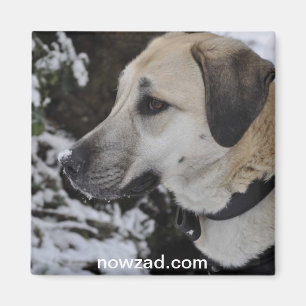 Magnet för Kilo för Nowzad räddinghund