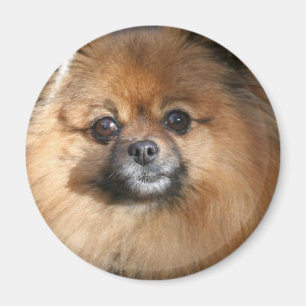 Magnet för miniatyrPomeranian runda