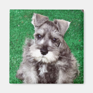 Magnet för miniatyrSchnauzervalp