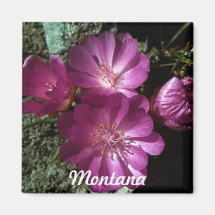 Magnet för Montana statlig blommaBitterroot