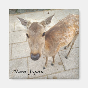 Magnet för Nara Japan souvenirfoto