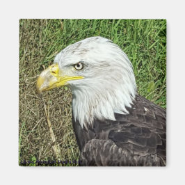 Magnet för Örn-profil