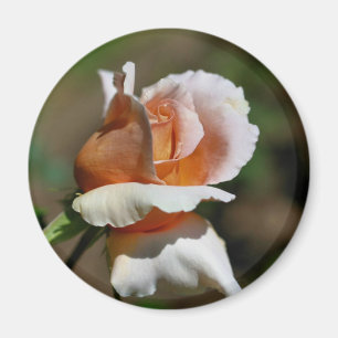 Magnet för persikarosenknoppblomsterfotografi