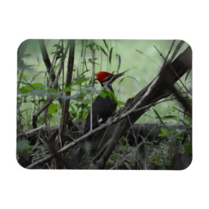 Magnet för Pileated hackspettfoto