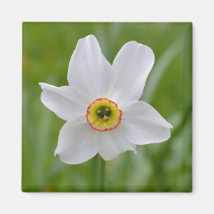Magnet för pingstliljaRecurvus blomma