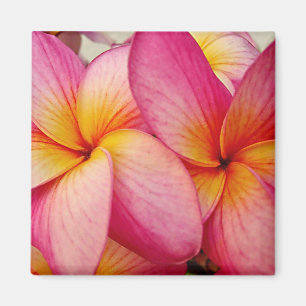 Magnet för Plumeria för Hanna rosaglöd