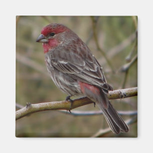 magnet för purpurfärgad finch