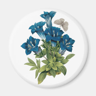 Magnet för Redoute blåttblomma