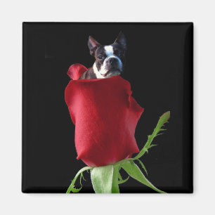 Magnet för röd rosBoston Terrier