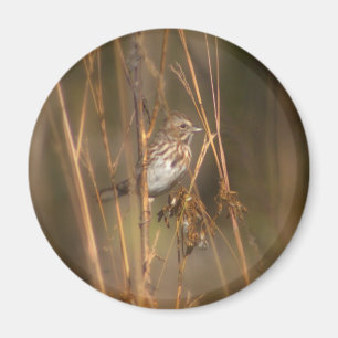 Magnet för sångSparrow