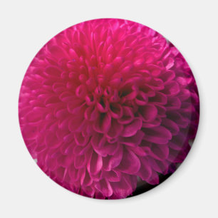 Magnet för shock rosamakroblomma