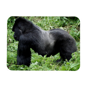 Magnet för Silverbackgorillafoto