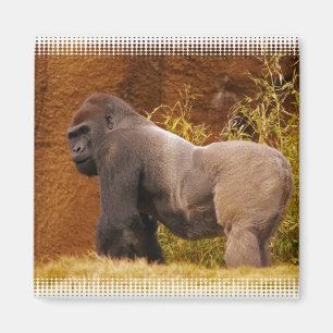 Magnet för Silverbackgorillafoto