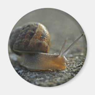 Magnet för snigel 1