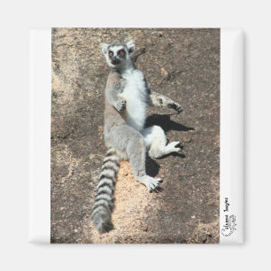 Magnet för soldyrkanlemur