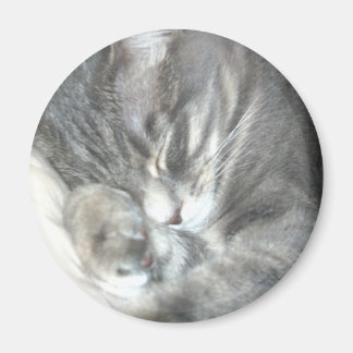 Magnet för sovande katter