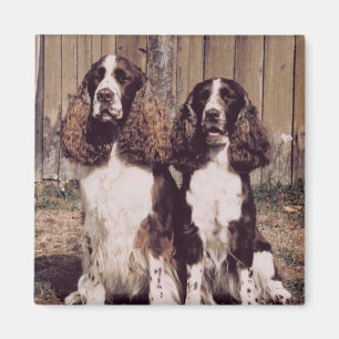 Magnet för Spaniel för engelsk Springer